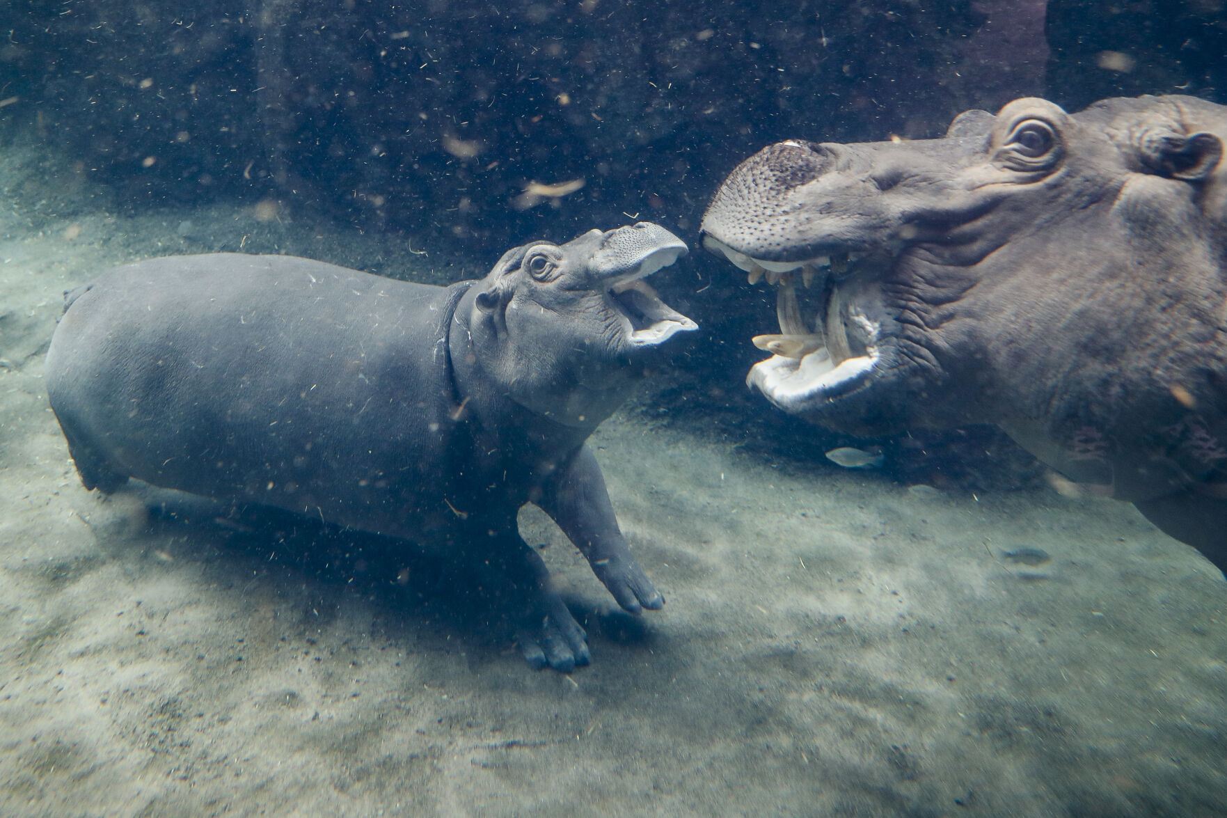 Fiona and Bibi